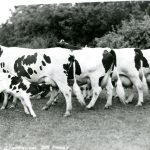 Troupeau laitier à la Ferme expérimentale du Dominion d’Agassiz