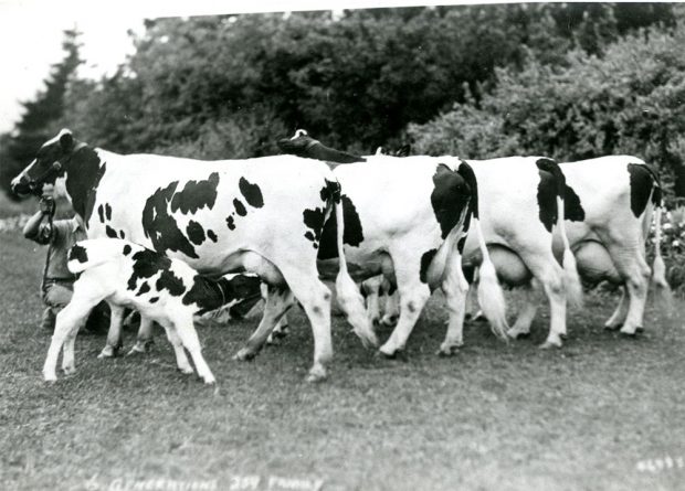 Photo en noir et blanc de quatre vaches laitières dans un champ. La première vache nourrit un veau.
