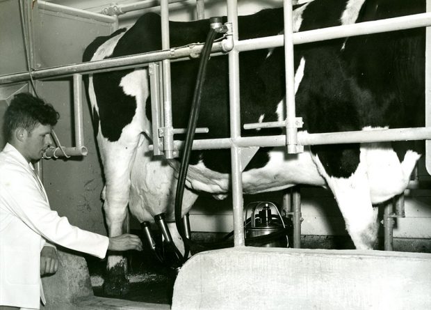 Photo en noir et blanc d'un homme fixant une machine à traire automatique aux pis d'une vache.