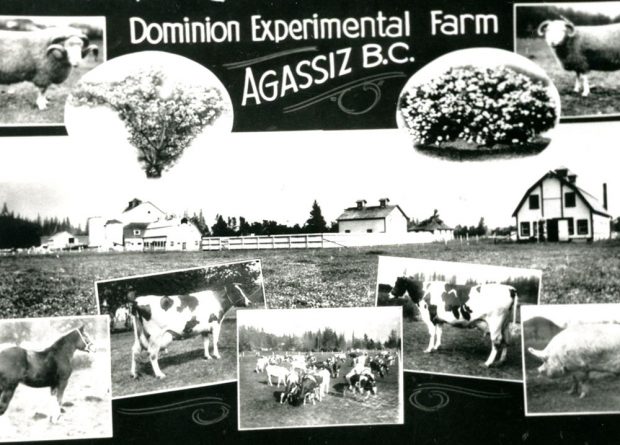 Carte postale en noir et blanc avec des images de granges, de fleurs et de bétail. On peut y lire « Dominion Experimental Farm, Agassiz, B.C. » (Ferme expérimentale du Dominion, Agassiz, C.-B.).