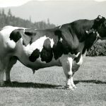 Taureau primé de la Ferme expérimentale du Dominion d’Agassiz