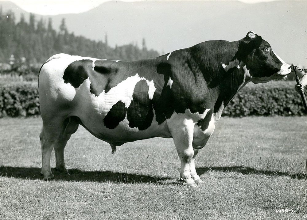 Photo en noir et blanc d'un grand taureau debout dans un champ.