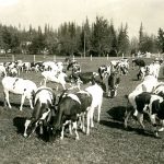 Troupeau de vaches Holstein à la Ferme expérimentale du Dominion d’Agassiz