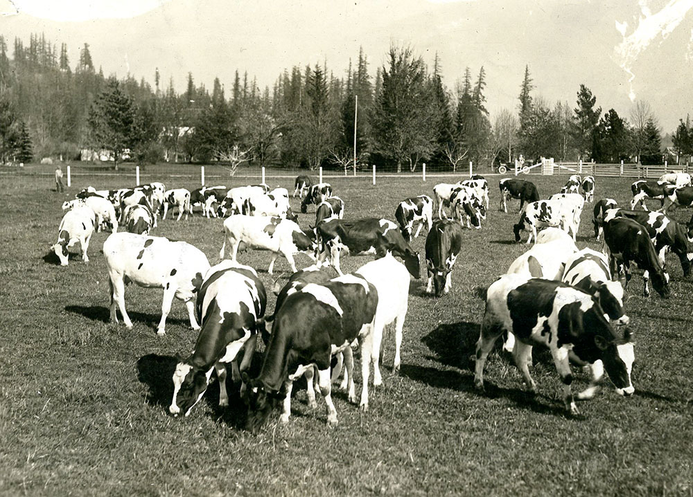 Photo en noir et blanc de vaches qui paissent dans un champ.