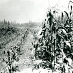 Champ de maïs à la Ferme expérimentale du Dominion d’Agassiz