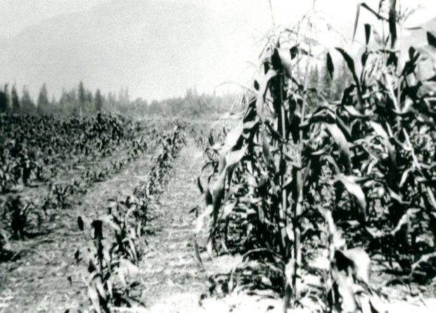 Photo en noir et blanc d'un champ de maïs.
