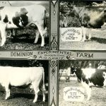 Les meilleures vaches de la Ferme expérimentale du Dominion d’Agassiz