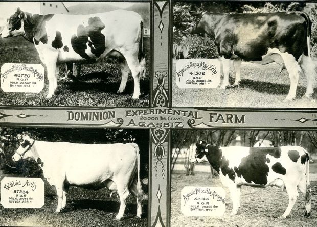 Carte postale en noir et blanc avec des images de quatre vaches. La légende indique : « Dominion Experimental Farm 20,000 lbs cows, Agassiz » (Ferme expérimentale du Dominion, vaches de 20 000 livres, Agassiz).
