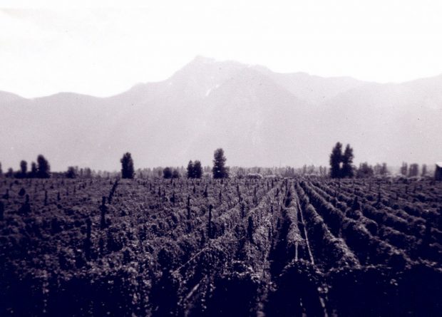 Photo en noir et blanc d'une houblonnière et du mont Cheam en l'arrière-plan.