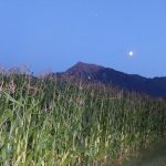 Le mont Cheam et un champ de maïs