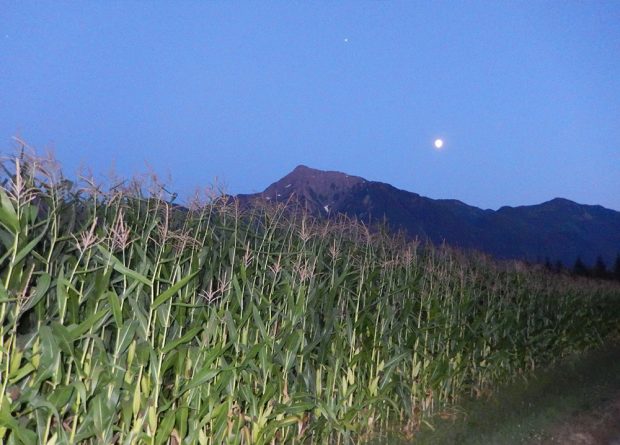 Photo en couleur d'un champ de maïs au coucher du soleil avec le mont Cheam en arrière-plan.
