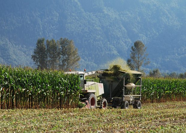 Photo en couleur d'un tracteur récoltant du maïs et des montagnes en arrière-plan. L'ensilage est projeté dans un wagon derrière le tracteur.