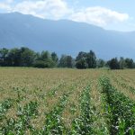 Champ de maïs à Agassiz
