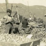 Des cueilleurs de houblon à Agassiz