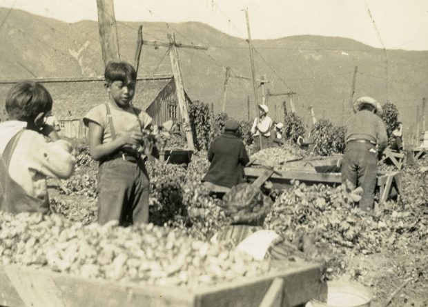 Photo en noir et blanc d'enfants et d'adultes travaillant dans une houblonnière. On voit au premier et au second plan des caisses remplies de houblon.