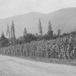 Champ de maïs de Jack Dichson