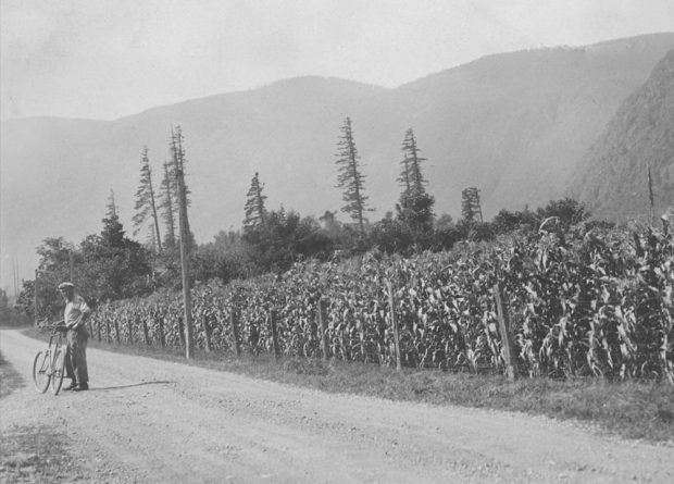 Photo en noir et blanc d'un champ de maïs. Un homme et son vélo sont sur la route à côté du champ.