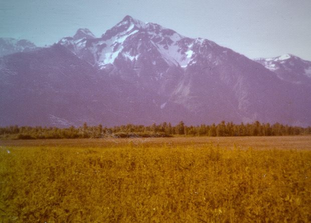 Photo en couleur d'un champ de maïs et de chardon. Le mont Cheam est en arrière-plan.