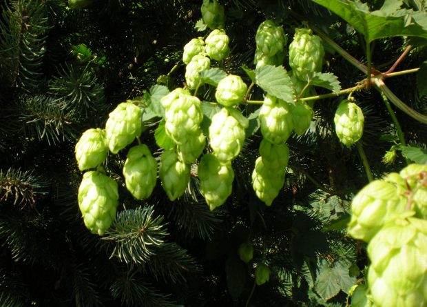 Photo en couleur d'un plant de houblon et d'un conifère en arrière-plan.