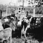 Des vaches au quai du traversier d’Agassiz
