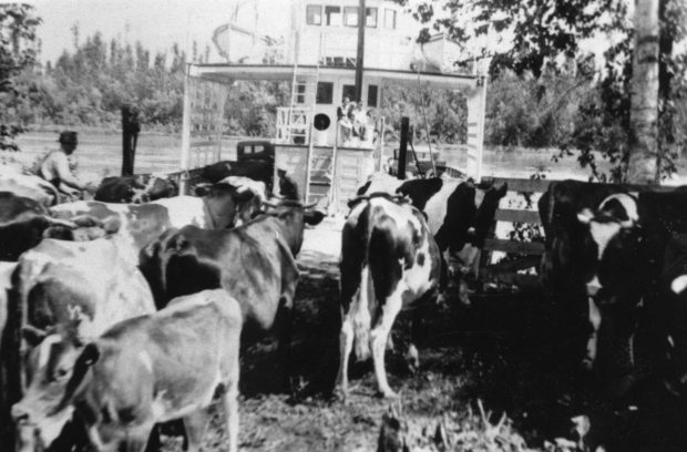 Photo en noir et blanc de vaches qui montent sur un traversier.