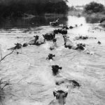 Assurer la sécurité des vaches lors de l’inondation de 1948