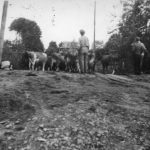 Rassemblement des vaches lors de l’inondation de 1948