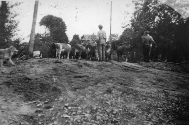 Photo en noir et blanc de vaches en train d'être rassemblées sur une colline.