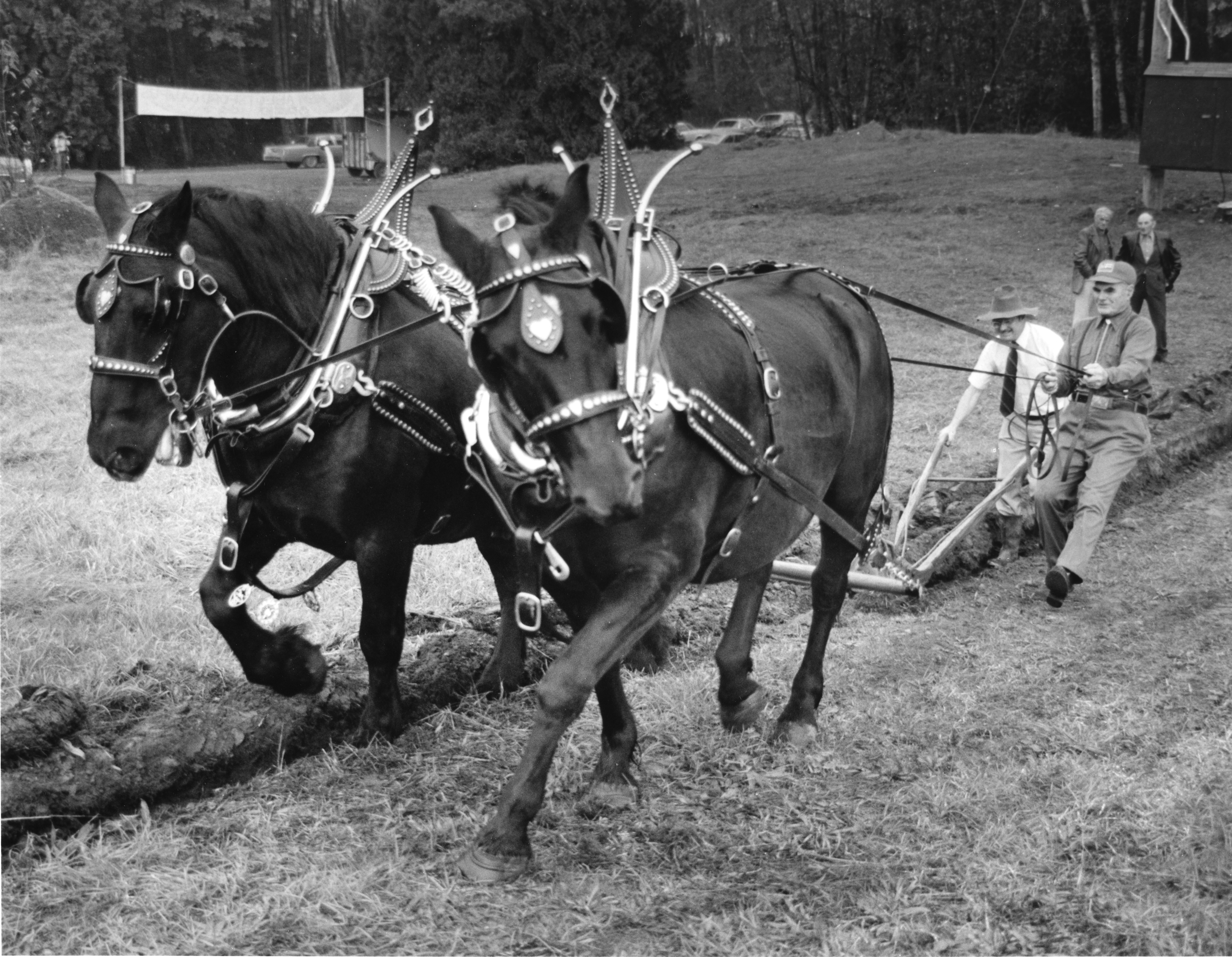 Photo en noir et blanc de deux hommes en train de labourer un champ avec un attelage de chevaux.