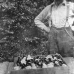 Une caisse de poussins à la Ferme expérimentale du Dominion d’Agassiz