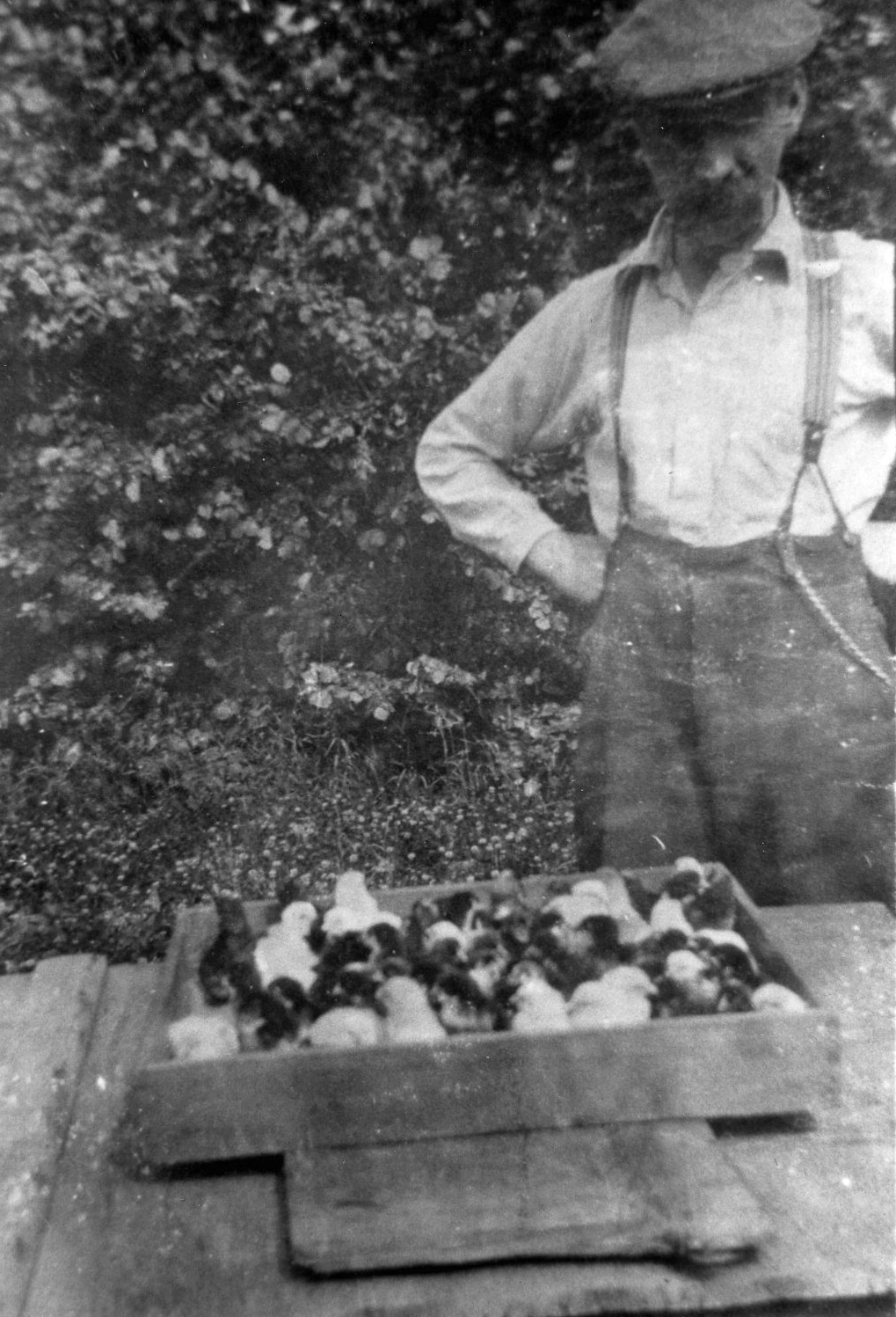 Photo en noir et blanc d'un homme debout devant une caisse de poussins.
