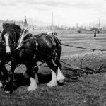 Des chevaux au labour