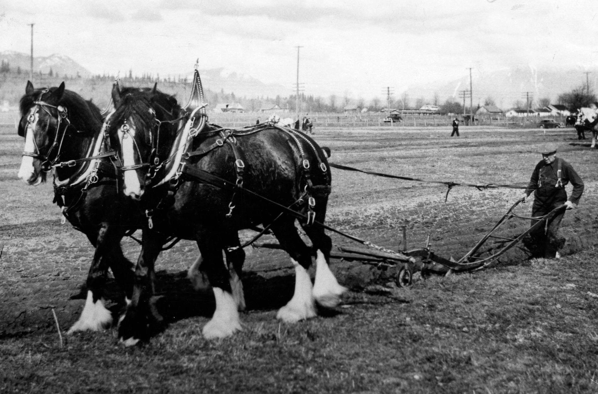 Photo en noir et blanc d'un attelage de chevaux en train de labourer lors d'un match.