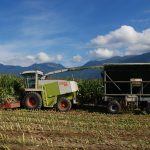 Récolte du maïs pour nourrir les vaches