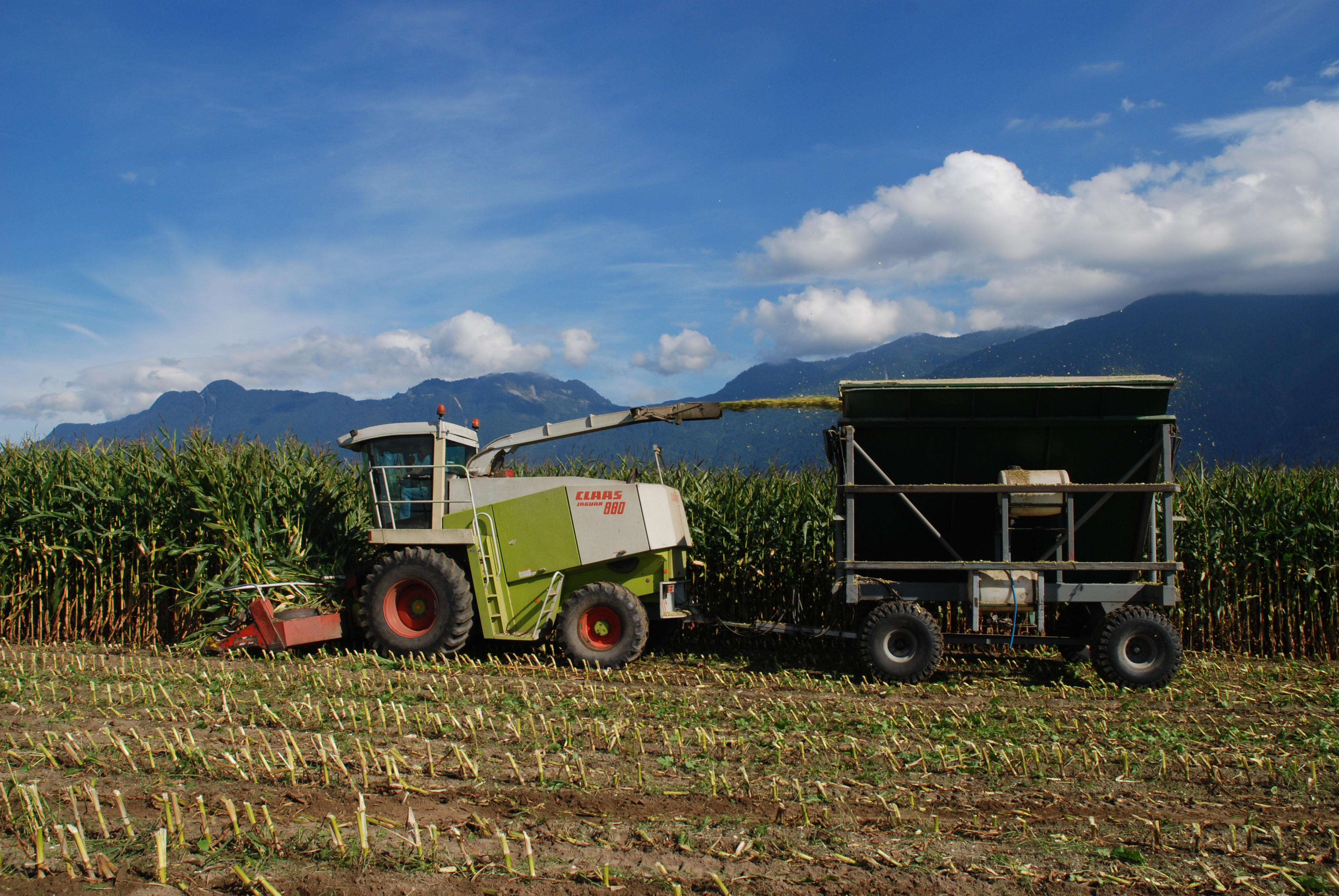 Photo en couleur d'un tracteur récoltant du maïs et de montagnes en arrière-plan. L'ensilage est projeté dans un wagon derrière le tracteur.