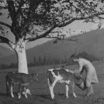 L’alimentation des veaux
