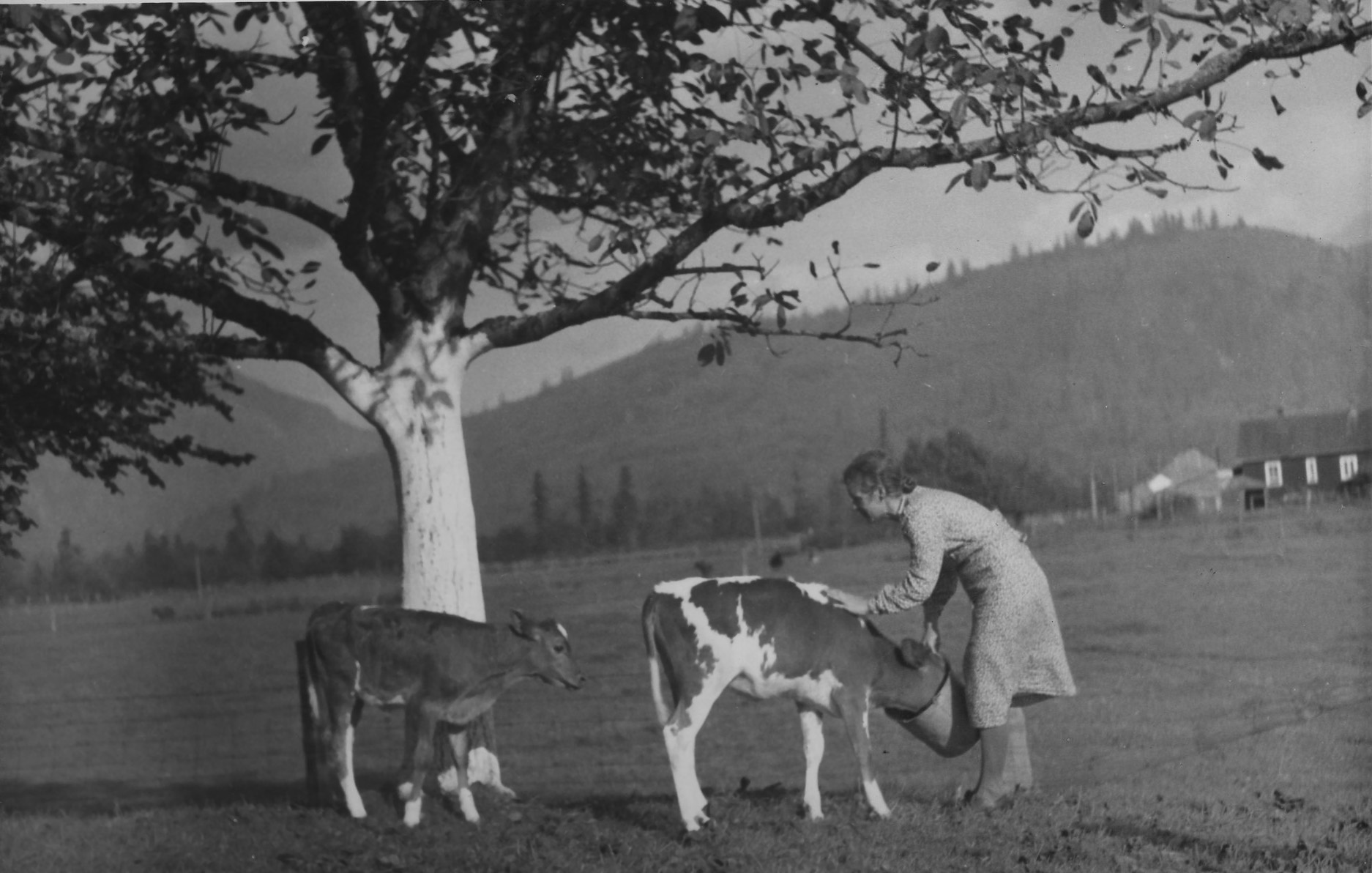 Photo en noir et blanc d'une femme nourrissant deux veaux dans un seau. Elle est debout dans un champ sous un arbre.