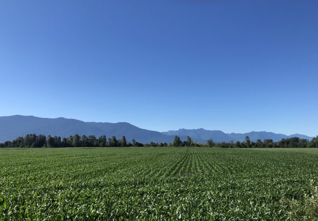 Photo en couleur du champ de maïs avec un ciel bleu clair et des montagnes en arrière-plan.