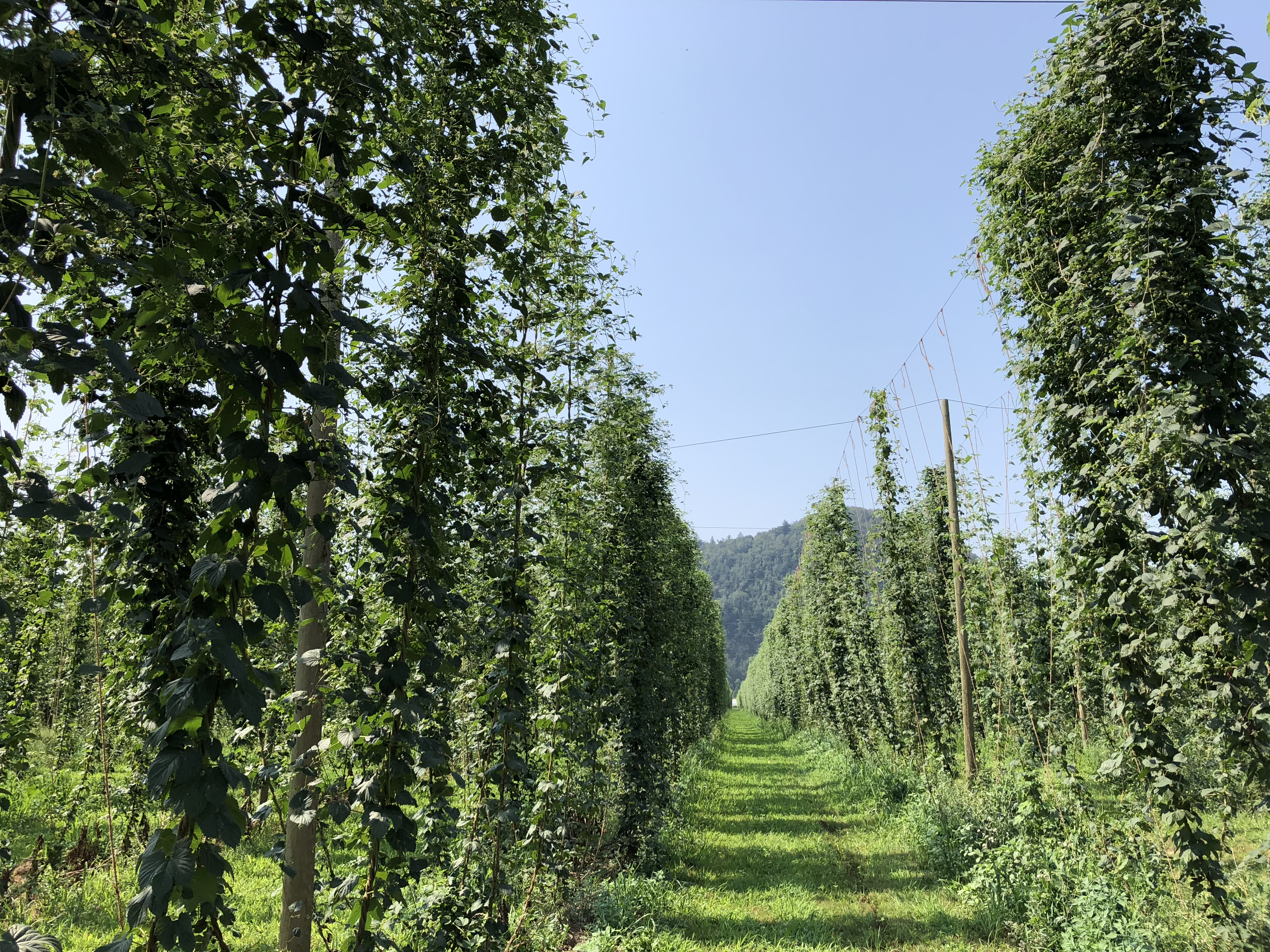 Photo en couleur d'une houblonnière. Le houblon pousse verticalement le long d'une ficelle attachée à un fil.