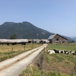 Vaches Holstein au pâturage en 2018