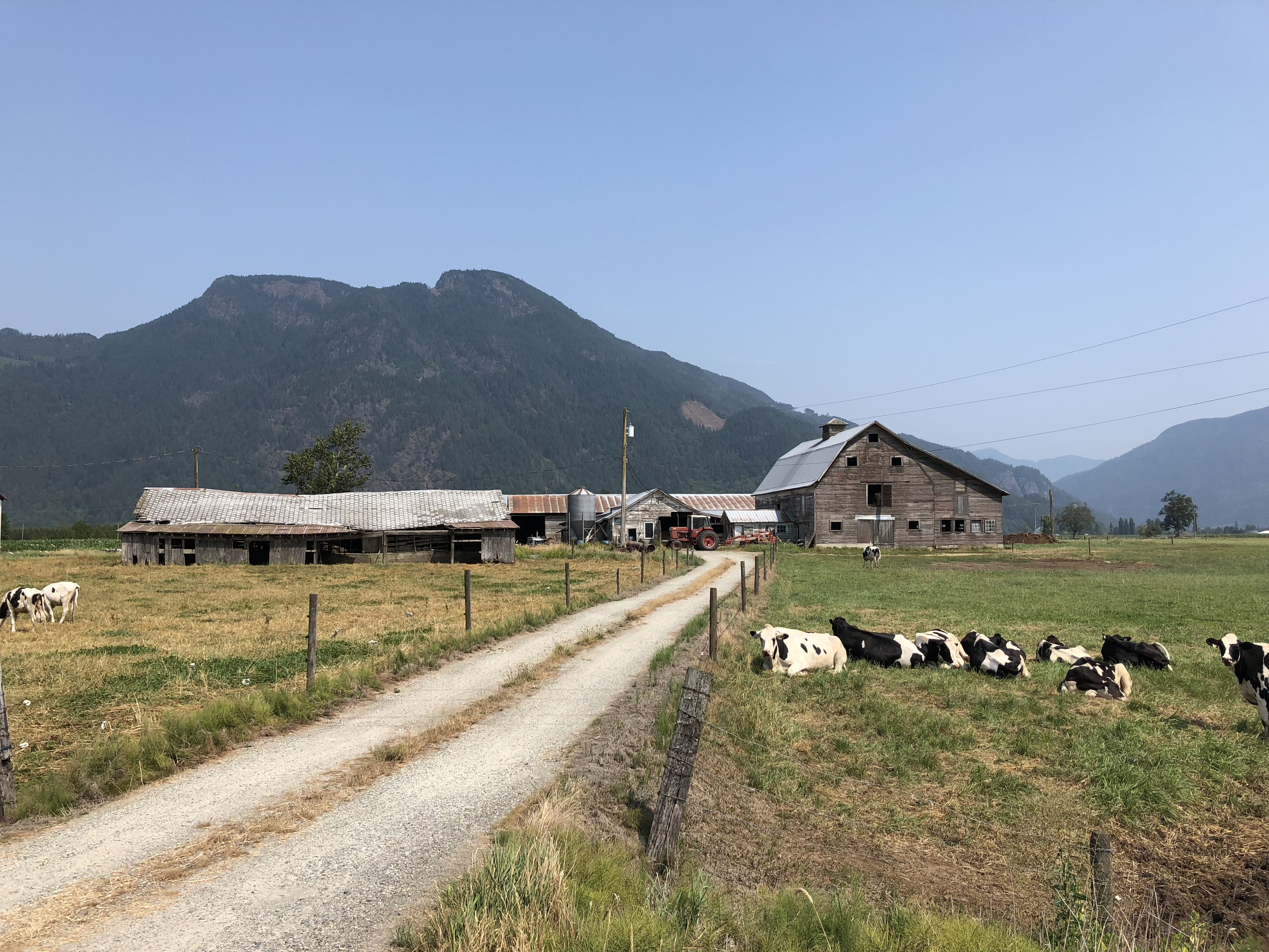 Photo en couleur des vaches qui paissent dans un champ avec des granges et des montagnes en arrière-plan.