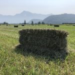 Balle de foin dans un champ d’Agassiz