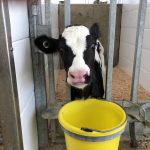 Un veau Holstein chez Cordine Farms
