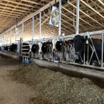 Des vaches Holstein chez Cordine Farms