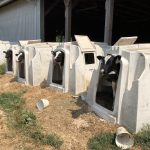 Veaux Holstein chez Peterson Farms