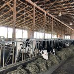 Des vaches Holstein chez Peterson Farms