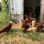 Des poules chez Peterson Farms