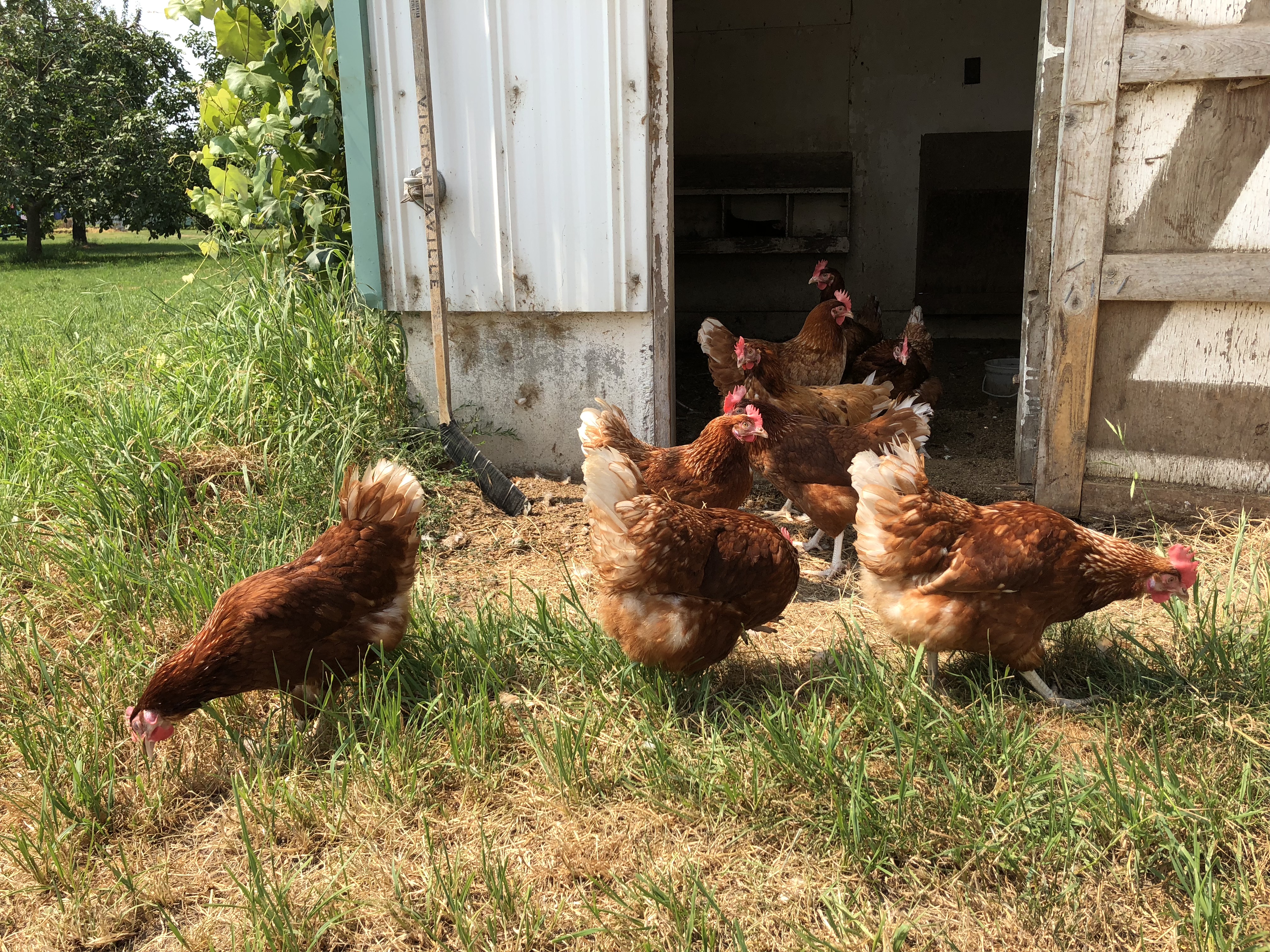 Photo en couleur de poules brunes devant une remise.