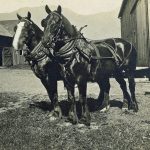 Agriculteur avec un attelage de chevaux de trait