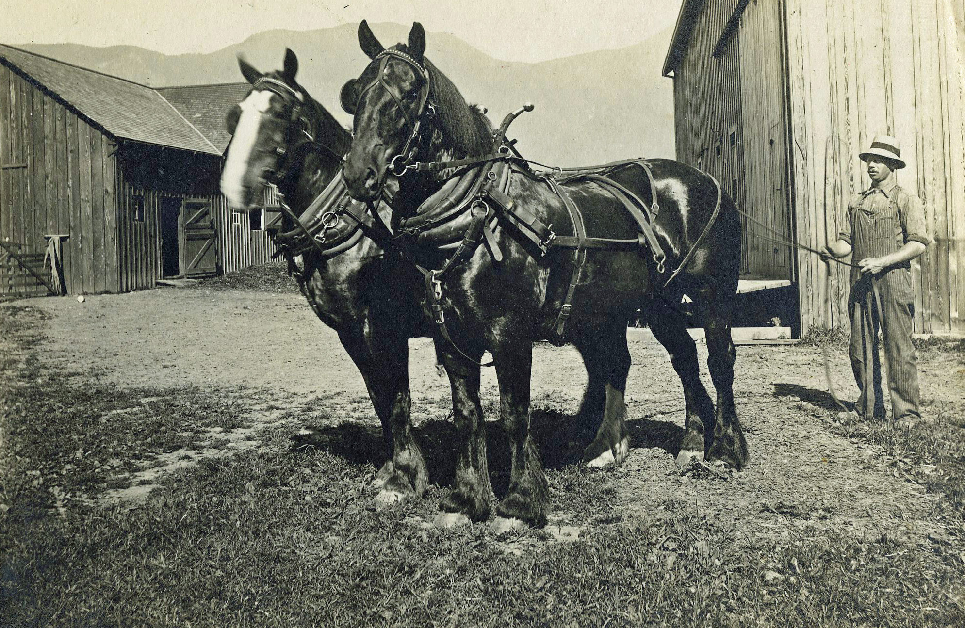 Photo en noir et blanc d'un homme avec un attelage de chevaux de trait devant des granges.